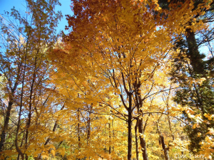 Fall Foliage – October 8, 2020